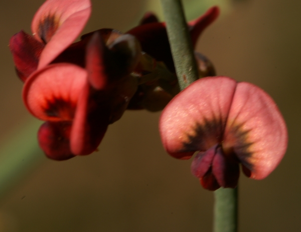 Daviesia brevifolia